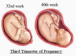 Pregnancy Third trimester