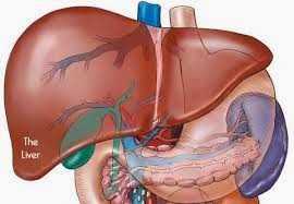 Liver function tests