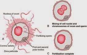 Fertilized egg