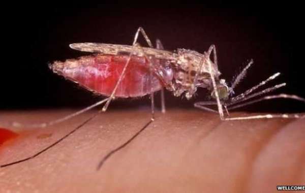 New anti-malaria drug developed at Dundee University