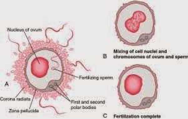 Fertilized egg ကလလရည်ကြည်