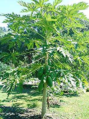 Lung Cancer and Papaya