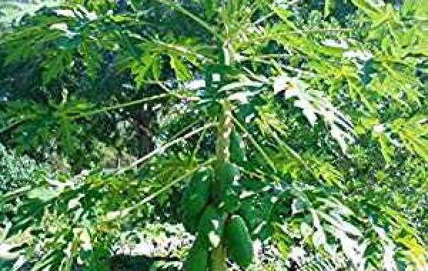 Lung Cancer and Papaya အဆုပ်-ကင်ဆာ နဲ့ သင်္ဘောရွက်