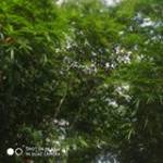 မကောင်း ဝါး