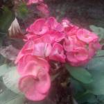 Lun Lu Love Smile