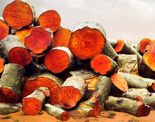 Alder Wood for Sale: Your Source for High-Quality Timber