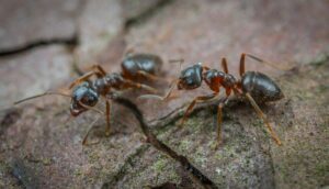 Ant Pest Control Malvern, Ant Removal Malvern, Ant Killer Malvern