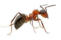 Ant Pest Control Glen Waverley, Ant Removal Glen Waverley, Ant Killer