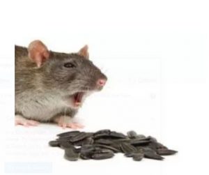 Rat Removal Chadstone, Mice, Rodent Control Chadstone