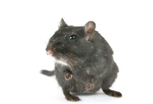 Rat Removal Clyde North, Mice, Rodent Control Clyde North