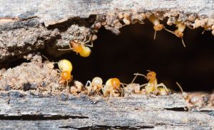 Termite Treatment Diamond Creek, Control & Inspection - Pest Control Diamond Creek