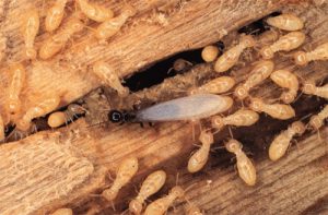 Pest Control Epping, Termite Treatment, Control & Inspection